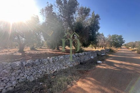 Terra a Carovigno, Brindisi, Carovigno - € 29.000 | Ref: Terreno Empire - foto 9